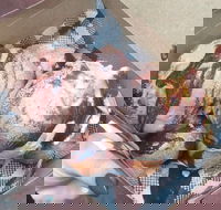 Tommy Sugo - Accommodation Southport