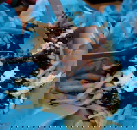 Charles St Pizza  Pasta - Southport Accommodation