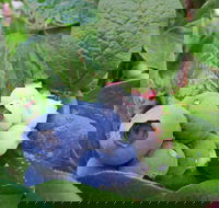 Tuckerberry Hill - Southport Accommodation