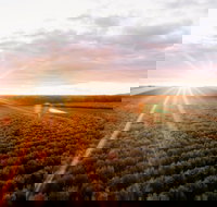 Rich Glen Olive Farm - Southport Accommodation