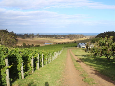 Cape Bernier Vineyard - Southport Accommodation 2