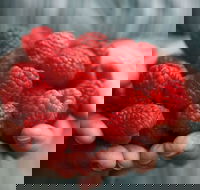 Christmas Hills Raspberry Farm Cafe - Southport Accommodation