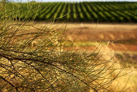 Haselgrove Wines - Accommodation Southport 1