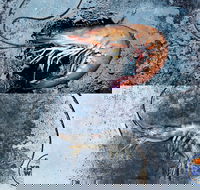 Yamba Wild - Southport Accommodation