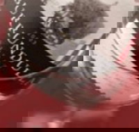 Burrundulla Vineyards - Accommodation Southport