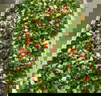 Just Chicken - Accommodation Southport