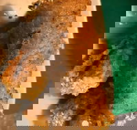 Kappaya - Accommodation Southport