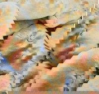 Nasreen's Rockdale Pizza - Accommodation Southport