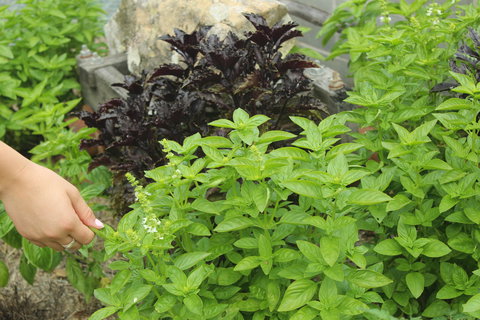 Hillview Herb Farm - Accommodation Southport 1