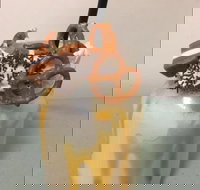 Where Ya Bean - Accommodation Southport