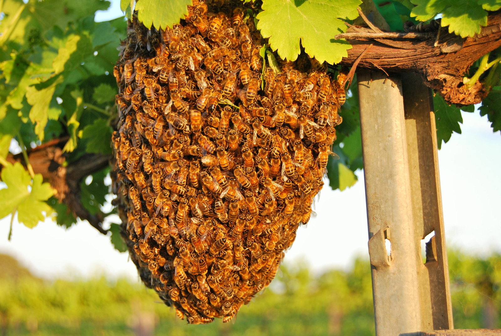 Bookpurnong SA Accommodation Southport