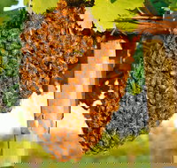 Whistling Kite Biodynamic Wines - Accommodation Southport