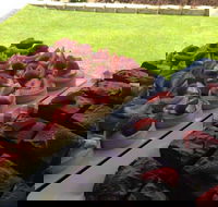 That Food Truck - Accommodation Southport