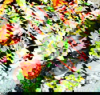 Hangar Cafe And Restaurant - Airport West - Accommodation Southport