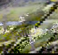 Barrgowan Vineyard - Southport Accommodation