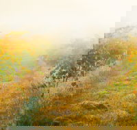 Poonawatta - Accommodation Southport