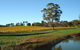 Malcolm Creek Vineyard - thumb 1