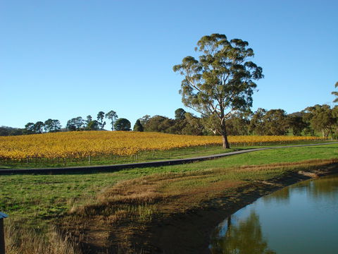 Malcolm Creek Vineyard - Southport Accommodation 1