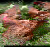 Holbrook Paddock Eggs - Southport Accommodation