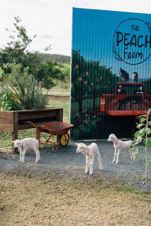 The Peach Farm - Southport Accommodation 2