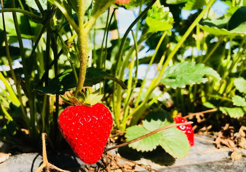 The Big Strawberry - Southport Accommodation 2