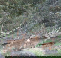 Hahndorf Venison - Accommodation Southport