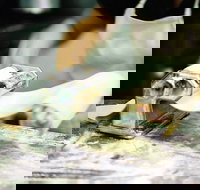 Vineyard Cafe - Accommodation Southport