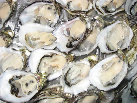 Grunske's By The River Seafood Market And Restaurant - Southport Accommodation 1