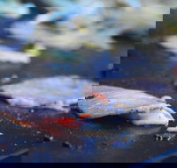 Mount Gravatt Hotel - Accommodation Southport