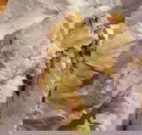 Taylors Lakes Fish  Chips - Accommodation Southport