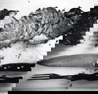 The Queensland Hotel - Accommodation Southport