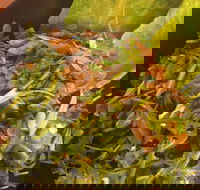 Piccolino Pizza - Southport Accommodation