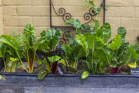 A Bite To Eat - Southport Accommodation 1