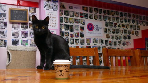 Cat Cuddle Cafe - Southport Accommodation 0