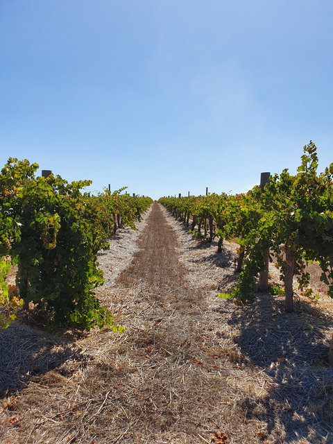 Ulster Park Wines - Accommodation Southport 2