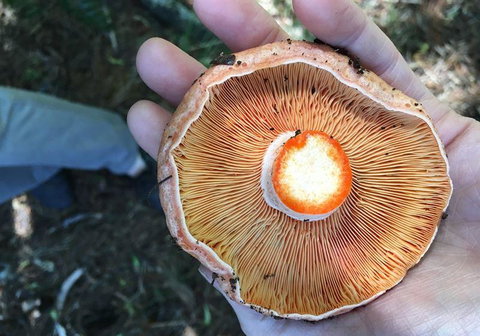 Greasy Zoes - Southport Accommodation 7