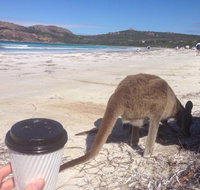 Lucky Bean - Southport Accommodation