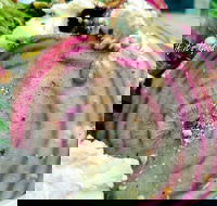 Thunderbird Kitchen - Accommodation Southport