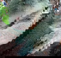 Champagne Bush Tucker Breakfast with the Koalas