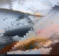 Wild Local Prawns - Accommodation Southport