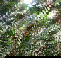 Spirits of Daintree - Southport Accommodation