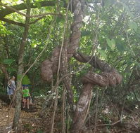 Foxy's Bar - Southport Accommodation