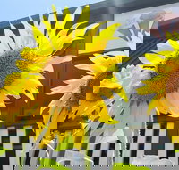 Numinbah Valley Fudge - Accommodation Southport