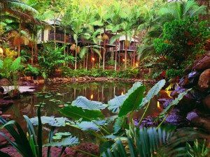 Daintree Eco Lodge & Spa - Southport Accommodation 0