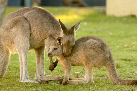 BIG4 Tasman Holiday Parks - Racecourse Beach - Southport Accommodation 39