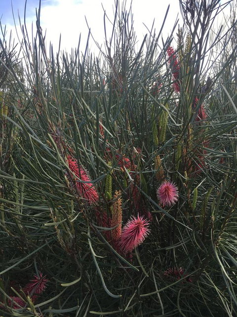 Adelaide Style Accommodation-Close To City-North Adelaide-3 Bdrm- FREE Parking - Accommodation Southport 42