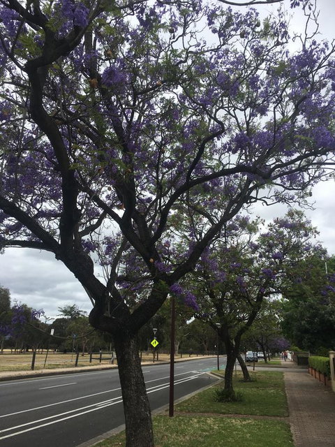 Adelaide Style Accommodation-Close To City-North Adelaide-3 Bdrm- FREE Parking - Accommodation Southport 34