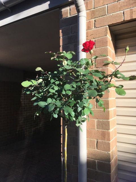 Adelaide Style Accommodation-Close To City-North Adelaide-3 Bdrm- FREE Parking - Accommodation Southport 21