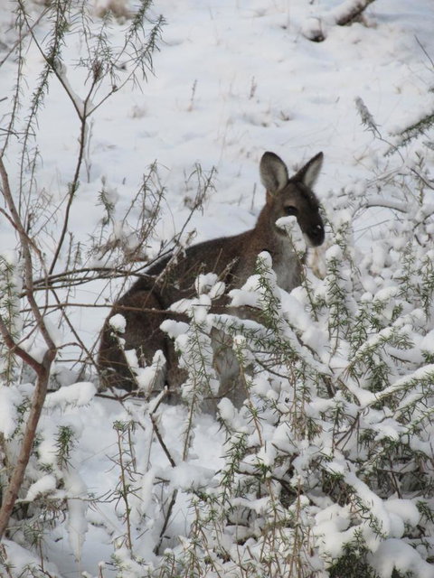 CHILL-OUT - Thredbo - Southport Accommodation 3