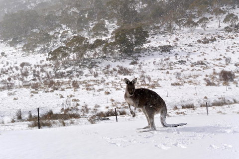 CHILL-OUT - Thredbo - Southport Accommodation 27